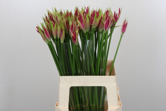 <h4>Nerine Ras van Roon</h4>