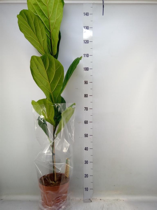 <h4>Ficus lyrata</h4>