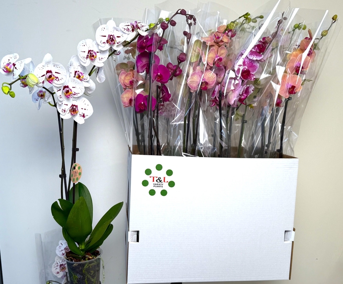 <h4>PHAL GEM 8 KL</h4>