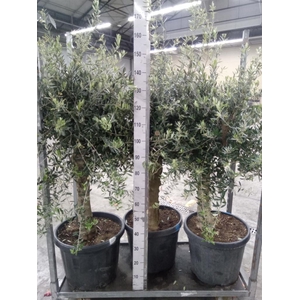 Olea europaea