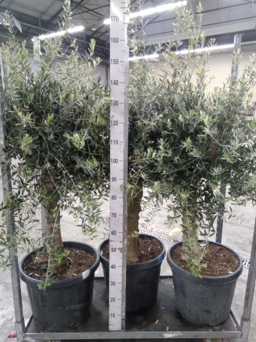 <h4>Olea europaea</h4>