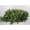 Pittosporum Ilan