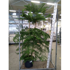 Araucaria heterophylla
