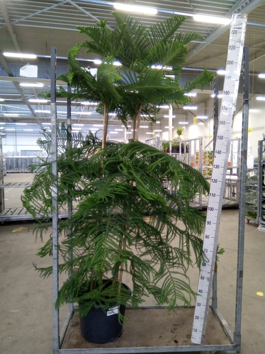 <h4>Araucaria heterophylla</h4>