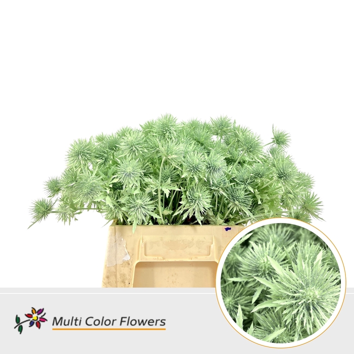 <h4>Eryngium Mint</h4>