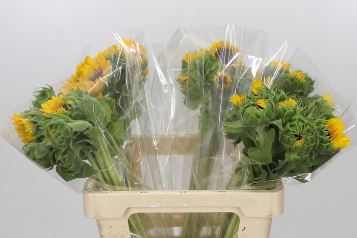 <h4>Helianthus Orange Fire</h4>