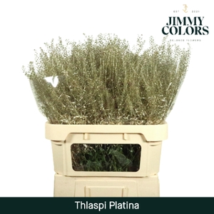 Thlaspi gekleurd Mtlc. Platina