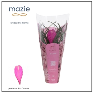 Tillandsia cyanea 'Vincent'