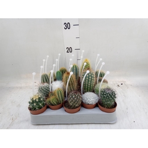 Cactus   ...mix