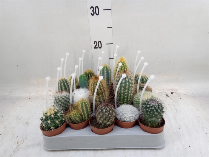 <h4>Cactus   ...mix</h4>