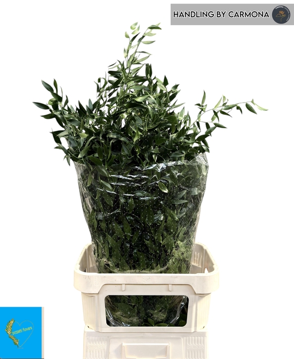 <h4>DANAE RACEMOSA</h4>