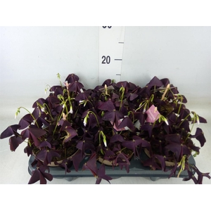 Oxalis trian. 'Mijke'