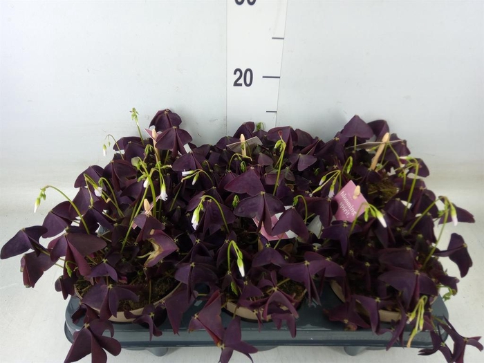 <h4>Oxalis trian. 'Mijke'</h4>