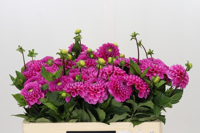 <h4>Dahlia Happy Hour</h4>