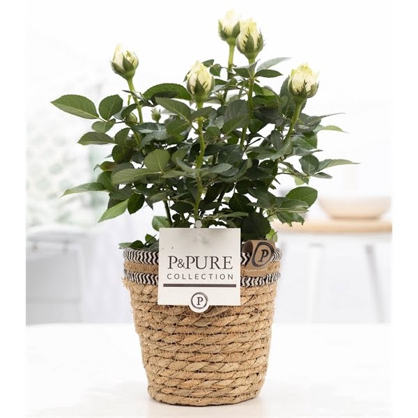 <h4>Rosa white in P&PURE Basket 6</h4>