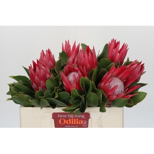 Protea Cynaroides Madiba