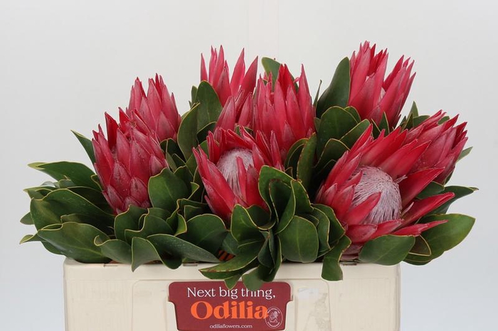 <h4>Protea Cynaroides Madiba</h4>