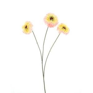 Zinnia elegans spray pink 60cm