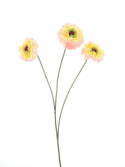 <h4>Zinnia elegans spray pink 60cm</h4>