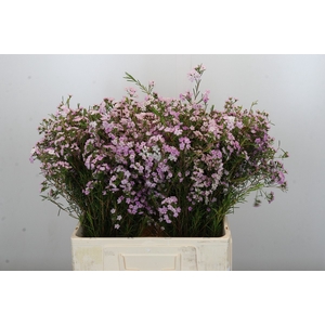 Chamelaucium Dancing Queen