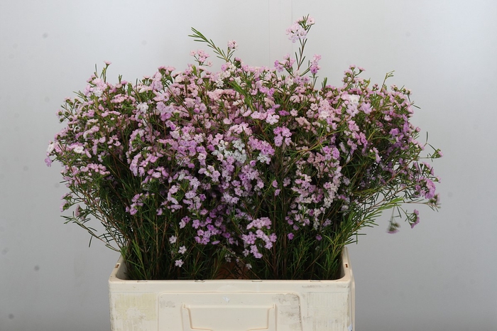 <h4>Chamelaucium Dancing Queen</h4>