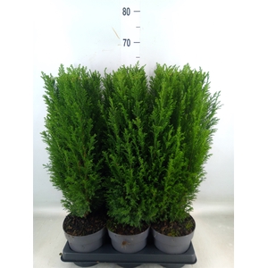 Chamaecyparis laws. 'Ellwoodii'