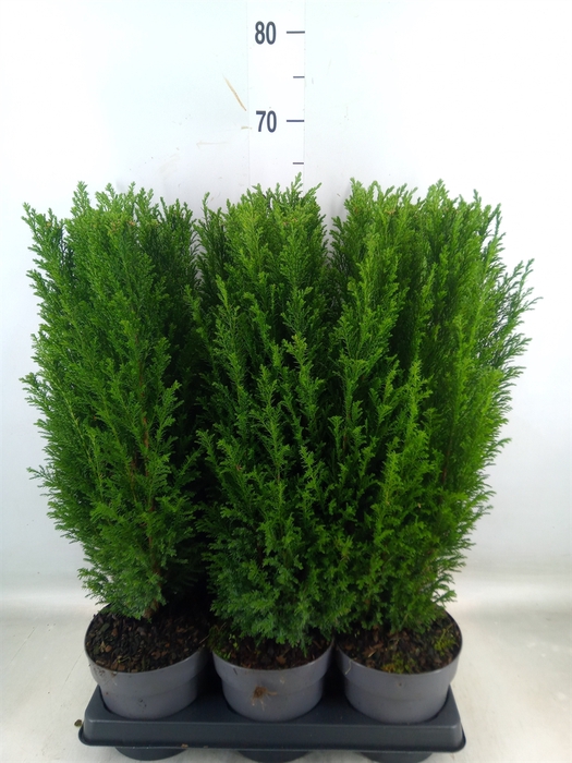 <h4>Chamaecyparis laws. 'Ellwoodii'</h4>