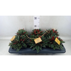 Peperomia caperata 'Rosso'