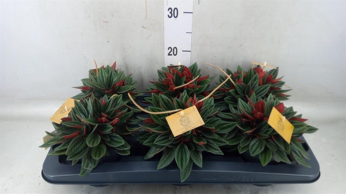 <h4>Peperomia caperata 'Rosso'</h4>