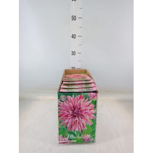 Dahlia   ...flowerbulbs