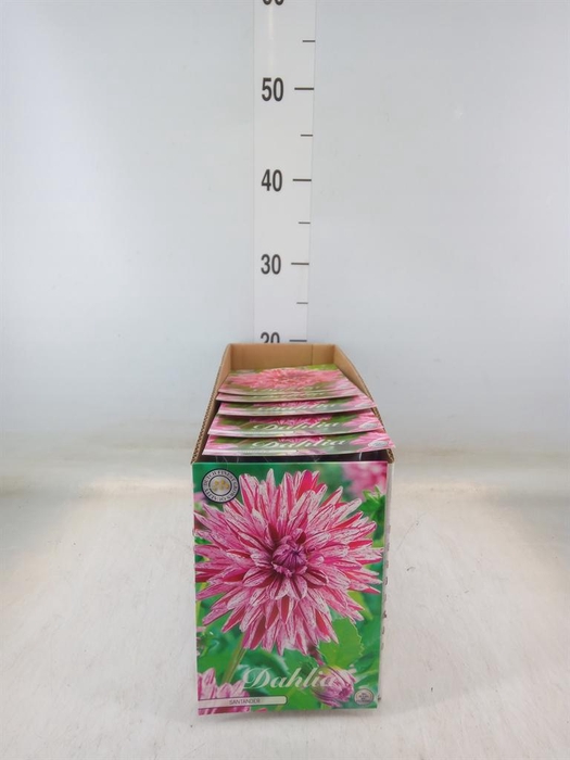 <h4>Dahlia   ...flowerbulbs</h4>