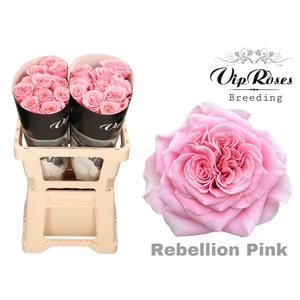 R GR REBELLION PINK