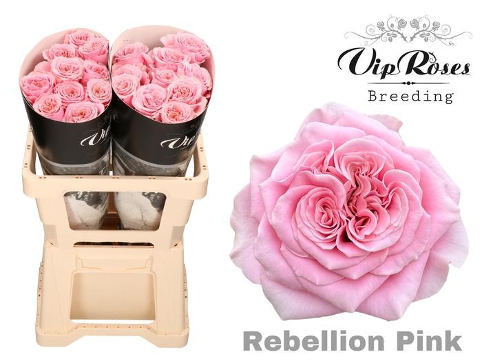 <h4>R GR REBELLION PINK</h4>