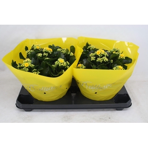 Gevuld 23 cm geel Brilliant (Schaal)