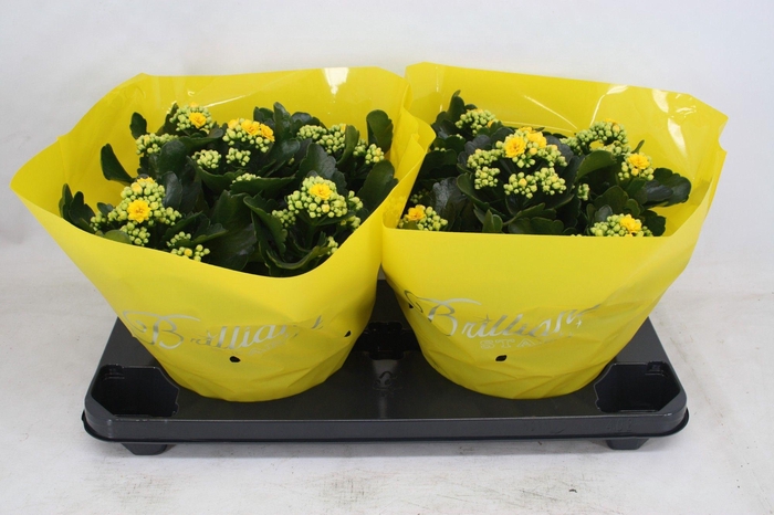 <h4>Gevuld 23 cm geel Brilliant (Schaal)</h4>