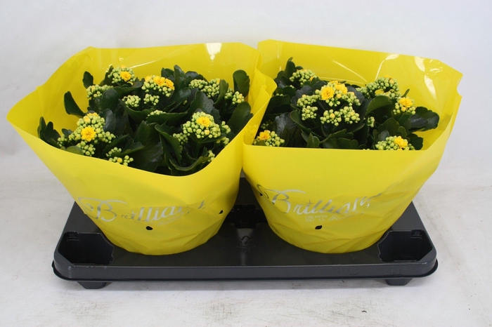 <h4>Gevuld 23 cm geel Brilliant (Schaal)</h4>