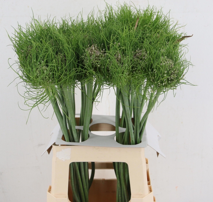 <h4>ALLIUM AM CATWEAZLE</h4>