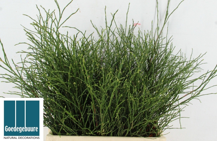 <h4>VACC MYRTILLUS</h4>