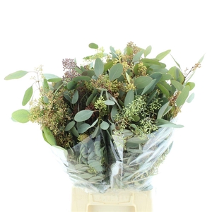 EUC POLYAN FRUI P BS