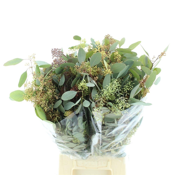 <h4>EUC POLYAN FRUI P BS</h4>