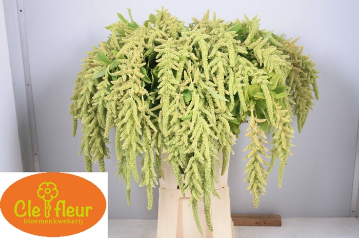 <h4>AMAR CA VIRIDIS</h4>