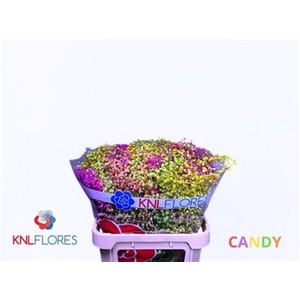 Gyps Klb H% Candy