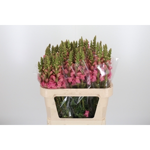 Antirrhinum Po Rose