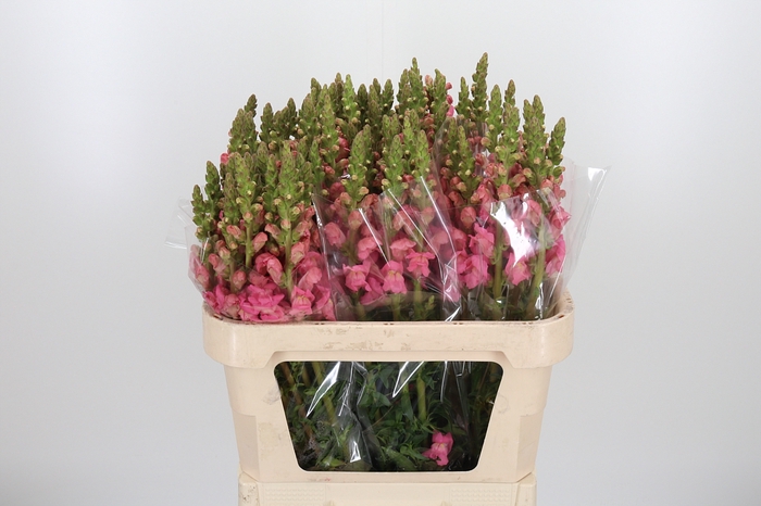 <h4>Antirrhinum Po Rose</h4>