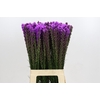 Liatris Callilepis