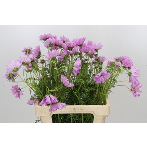 Cosmos Double pink