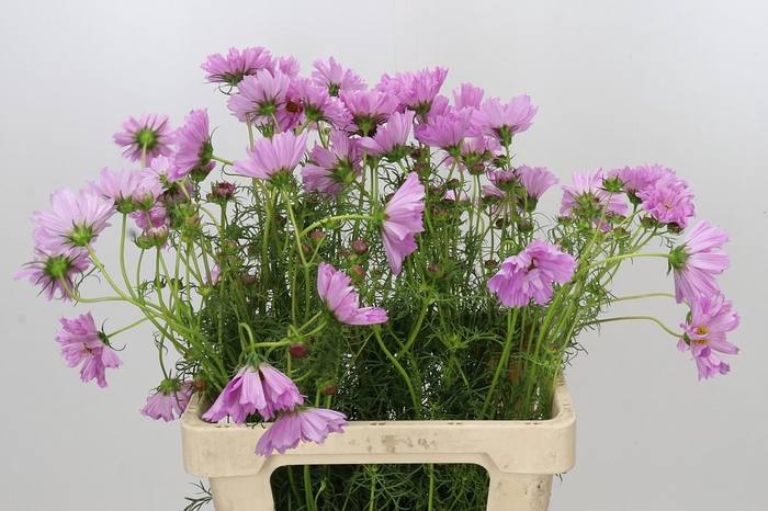 <h4>Cosmos Double pink</h4>