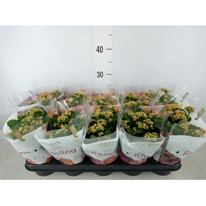 Kalanchoe blos. 'RosDon Nando'