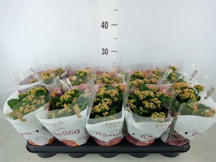 <h4>Kalanchoe blos. 'RosDon Nando'</h4>
