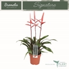 Vriesea Elan